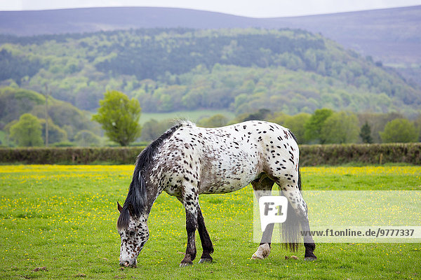 Farbaufnahme Farbe Pferd Equus caballus Europa Großbritannien Feld Hahnenfussgewächs England grasen Somerset