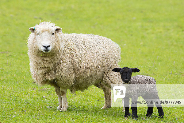 Lamm Nationalpark Europa Großbritannien Schaf Ovis aries schwarz England Mutterschaf Somerset