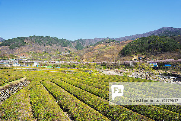 Blüte Plantage Asien Südkorea Tee