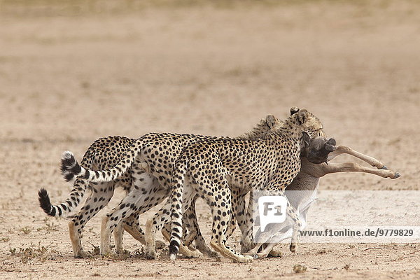 Südliches Afrika Südafrika Gepard Acinonyx jubatus ziehen töten Afrika Baby Gnu