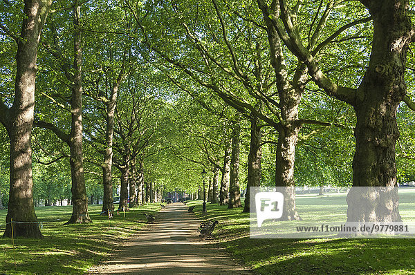 Avenue von Bäumen in Green Park  London  England  Großbritannien  Europa