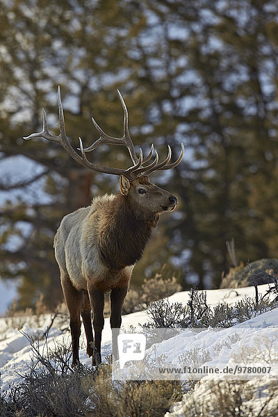 Elch Alces alces Bulle Stier Stiere Bullen Amerika Nordamerika Verbindung UNESCO-Welterbe Yellowstone Nationalpark Schnee Wyoming