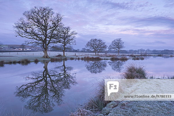 Ländliches Motiv ländliche Motive nebeneinander neben Seite an Seite Europa Winter Morgen Großbritannien Kälte Devon England Teich
