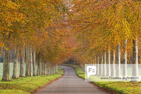 Europa Baum Großbritannien bunt Herbst Allee Dorset England