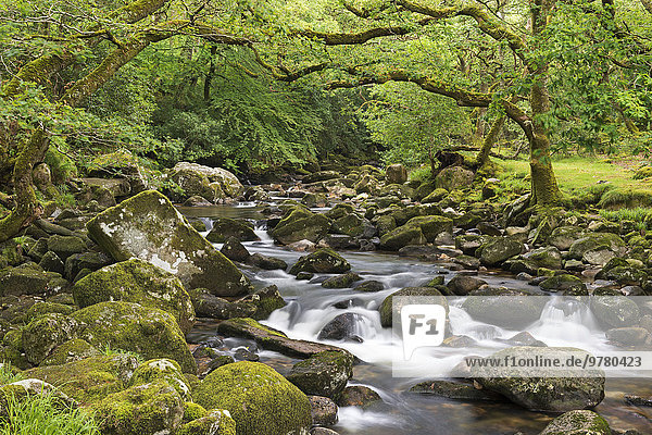 Europa Felsen Großbritannien fließen Fluss Holz Devon England
