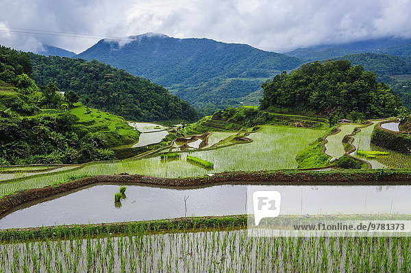 Reis Reiskorn Veranda Philippinen Südostasien UNESCO-Welterbe Asien Banaue