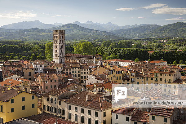 View over city to San Frediano from atop Torre Guinigi  Lucca  Tuscany  Italy  Europe