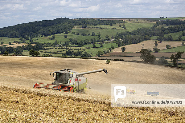 Combine harvester harvesting wheat field  near Winchcombe  Cotswolds  Gloucestershire  England  United Kingdom  Europe
