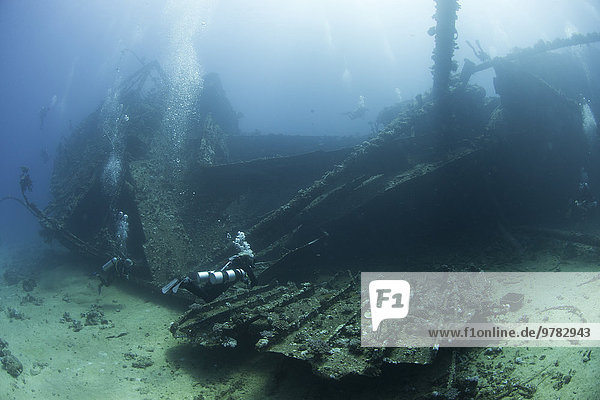 Diving the wreck of The Giannis D  Red Sea  Egypt  North Africa  Africa