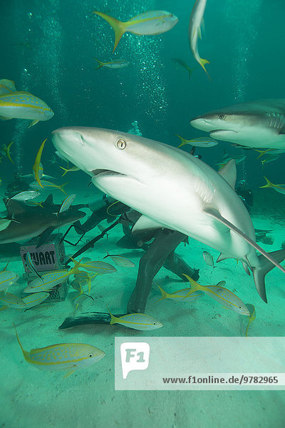 Westindische Inseln Mittelamerika Gewölbe Bahamas füttern Hai