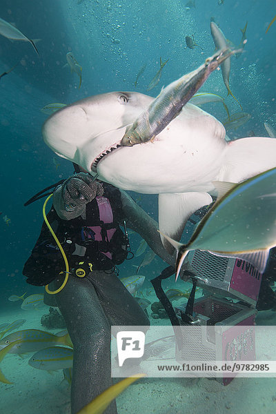 Shark feeding at Stuart Cove  Bahamas  West Indies  Central America