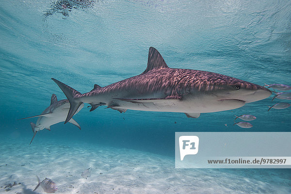 Lemon shark in the shallow waters in the Bahamas  West Indies  Central America