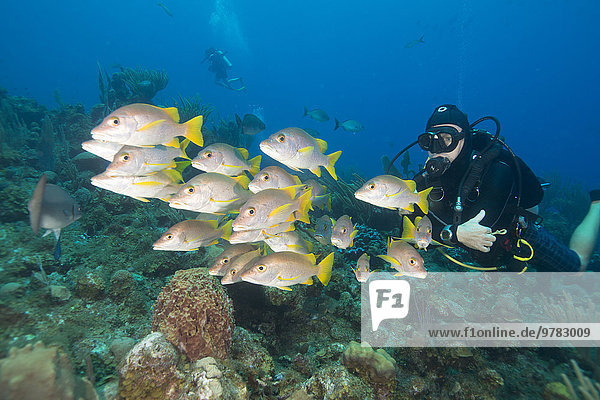 Diver watching schooling snapper fish in Turks and Caicos Islands  West Indies  Central America