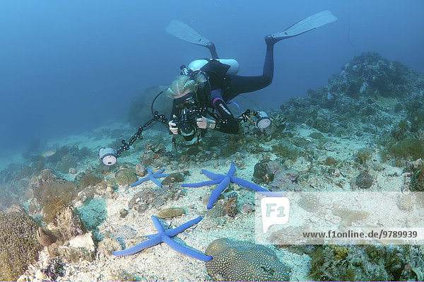 Diver taking pictures of Blue Starfish (Linckia laevigata)  Bohol Sea  Philippines  Asia