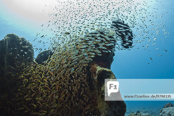 Glasfische umschwärmen Meeresschwamm  (Parapriacanthus ransonneti)  Bali  Indonesien  Asien