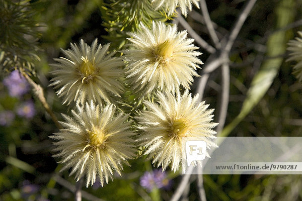 Federbusch (Phylica pubescens)  Kap-Provinz  Südafrika