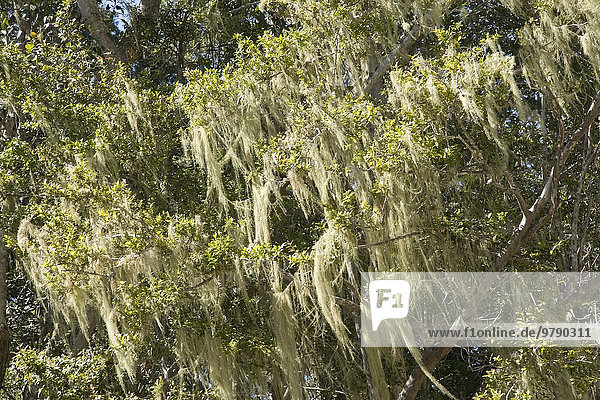 Bartflechten (Usnea) an einem Baum  Tsitsikamma National Park  Südafrika