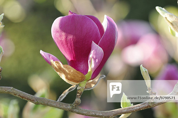 Blüte der Tulpen-Magnolie (Magnolia x soulangeana)  Baden-Württemberg  Deutschland  Europa