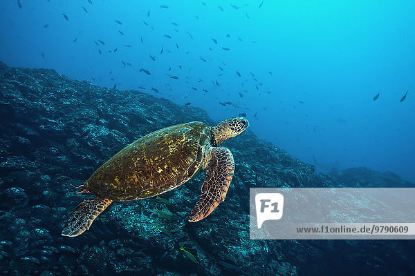 Grüne Meeresschildkröte (Chelonia mydas)  Cocos Island  Kokos-Insel  Costa Rica  Nordamerika