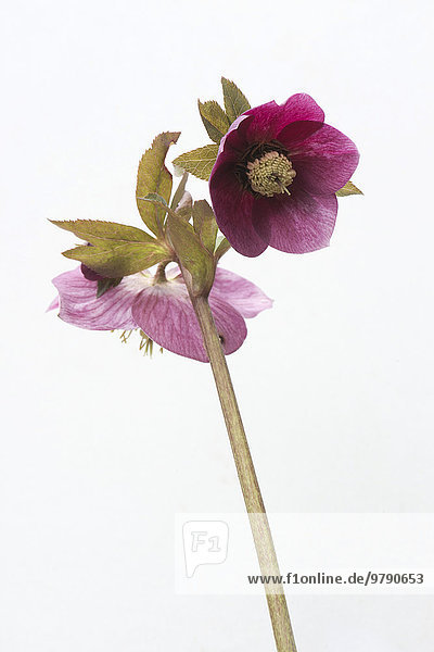 'Lenzrose (Helleborus orientalis Hybride ''Joan Bridges'')  Emsland  Niedersachsen  Deutschland  Europa'