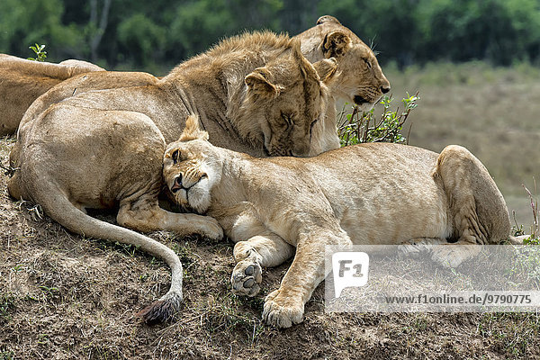 Löwen (Panthera leo) Masai Mara Kenia Afrika
