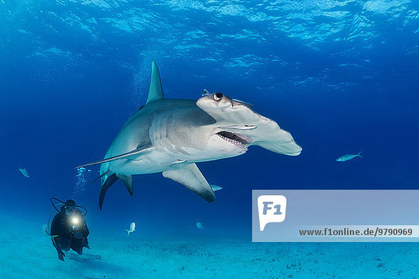 Great hammerhead shark and diver (Sphyrna mokarran)  Bimini  Bahamas  North America