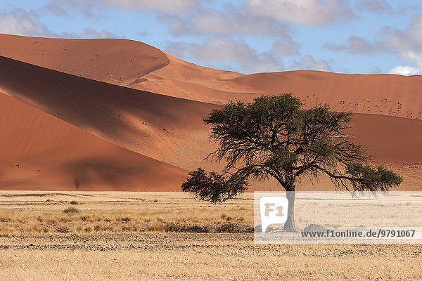 Kameldornbaum (Vachellia erioloba)  Sanddünen  Sossusvlei  Namib-Wüste  Namib-Naukluft-Park  Namibia  Afrika