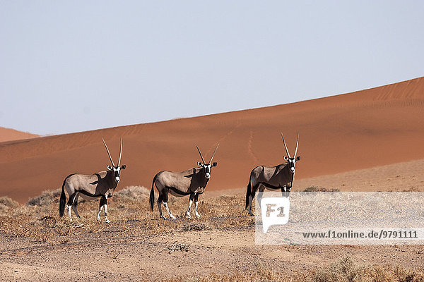 Gemsboks or Gemsbucks (Oryx gazella) in the Hiddenvlei  Sossusvlei  Namib Desert  Namib-Naukluft National Park  Namibia  Africa