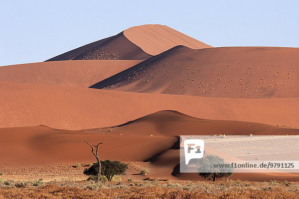 Sanddünen  davor Kameldornbäume (Vachellia erioloba)  Sossusvlei  Namib-Wüste  Namib-Naukluft-Park  Namibia  Afrika