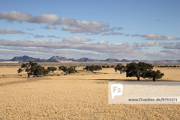 Ausblick von der Elim-Düne auf Grassteppe und Kameldornbäume (Vachellia erioloba) beim Sesriem-Camp  Namib-Wüste  Namib Naukluft Park  Namibia  Afrika