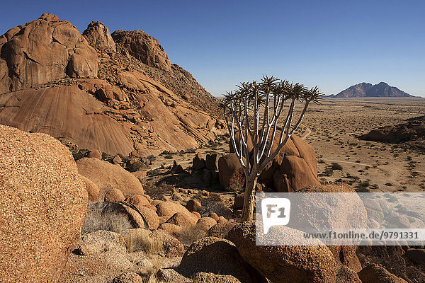 Ausblick von der Großen Spitzkoppe  vorne ein Köcherbaum (Aloe dichotoma)  hinten rechts die Kleine Spitzkoppe  Damaraland  Namibia  Afrika