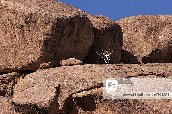 Weißstamm (Boscia albitrunca) zwischen Felsen  bei Twyfelfontein  Namibia  Afrika