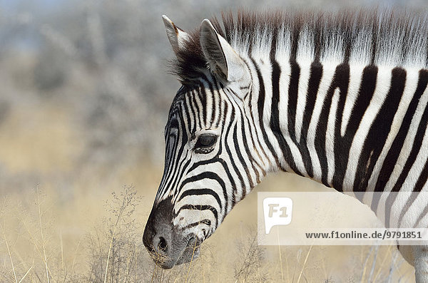 Burchell-Zebra (Equus burchelli)  Detailaufnahme  Fohlen  Etosha-Nationalpark  Namibia  Afrika