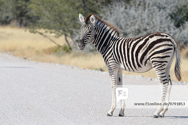 Burchell-Zebra (Equus burchelli)  Fohlen  auf einer Schotterstraße stehend  Etosha-Nationalpark  Namibia  Afrika