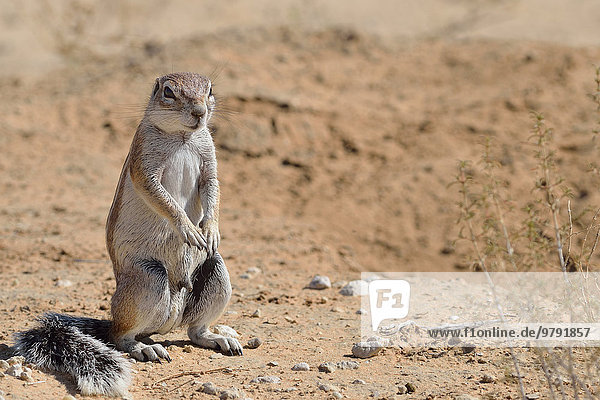 Kap-Borstenhörnchen  auch Afrikanisches Borstenhörnchen (Xerus inauris)  adultes Männchen  stehend  Kgalagadi-Transfrontier-Nationalpark  Provinz Nordkap  Südafrika