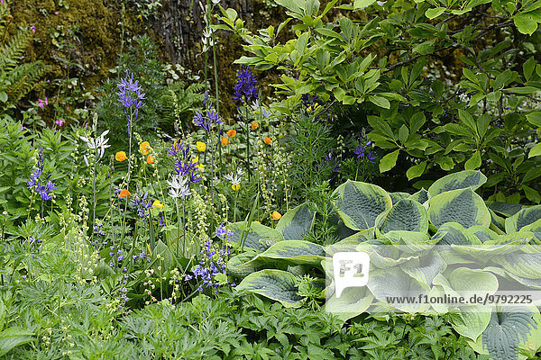 Bunt blühendes Schattengarten-Arrangement mit Funkien (Hosta)  Devon  Großbritannien  Europa