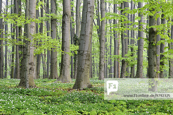 Rotbuchen (Fagus sylvatica)  Laubwald im Frühling mit Buschwindröschen (Anemone nemorosa)  Nordrhein-Westfalen  Deutschland  Europa