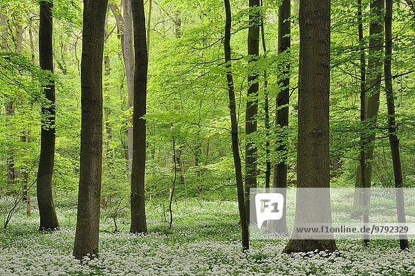 Laubwald im Frühling  blühender Bärlauch (Allium ursinum)  Nordrhein-Westfalen  Deutschland  Europa