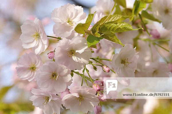 Japanische Blütenkirsche (Prunus serrulata)  Nordrhein-Westfalen  Deutschland  Europa