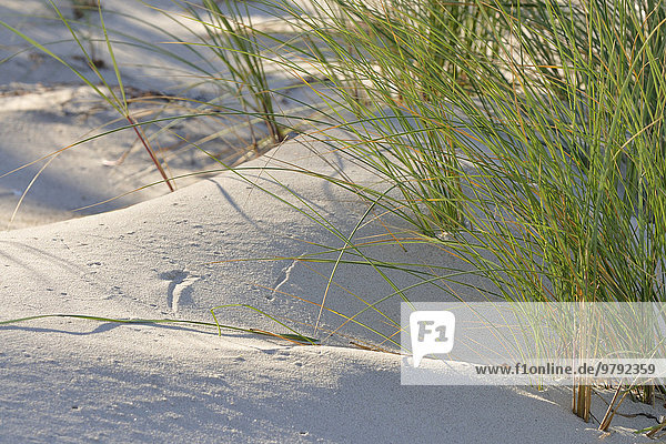 Gewöhnlicher Strandhafer (Ammophila arenaria) auf der Düne  Mecklenburg-Vorpommern  Deutschland  Europa