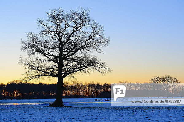 Alte solitäre Stieleiche (Quercus robur) auf einer schneebedeckten Wiese bei Morgenrot  Geldern  Nordrhein-Westfalen  Deutschland  Europa