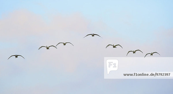 Sieben fliegende Singschwäne (Cygnus cygnus)  Niederlande  Europa