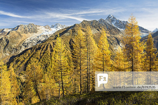 Herbstlicher Lärchenwald mit Ausblick auf die Bergwelt von Chamonix  Alpen  Frankreich  Europa