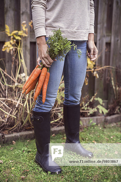 Niedriger Anteil der Frau  die frisch geerntete Karotten auf dem Biobauernhof hält.