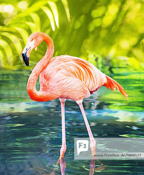 Wasser waten Flamingo