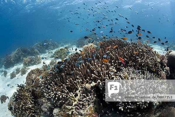 Tropisches Korallenriff mit Fahnenbarschen (Pseudanthias squamipinnis)  bei Menjangan  Bali  Indonesien  Asien