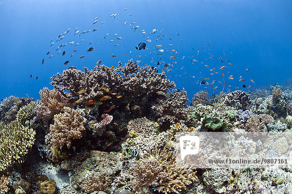 Tropisches Korallenriff mit Juwelen-Fahnenbarsch (Pseudanthias squamipinnis) und Mönchsfischen (Chromis chromis) vor Menjangan  Bali  Indonesien  Asien