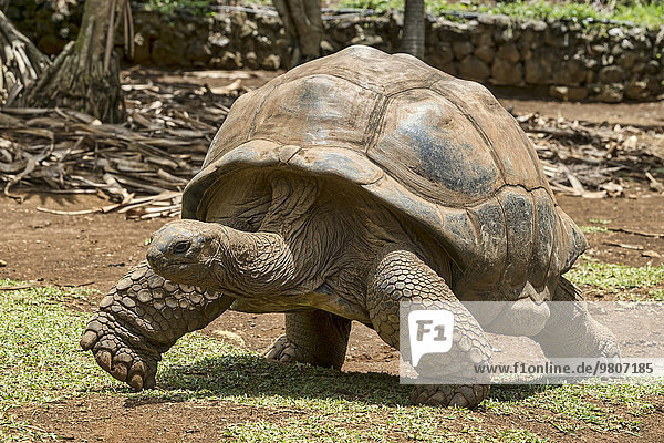 Aldabra-Riesenschildkröte (Aldabrachelys gigantea)  La Vanille Réserve Park  Mauritius  Afrika