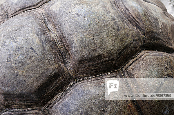 Detail des Panzers einer Seychellen-Riesenschildkröte (Aldabrachelys  früher Dispochelys)  Insel Curieuse  Seychellen  Afrika