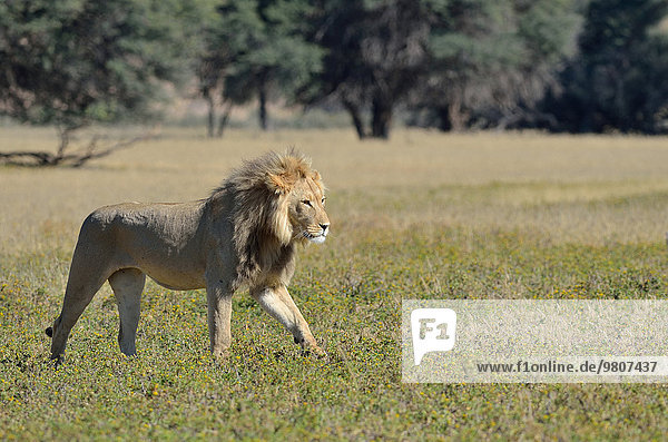 Löwe (Panthera leo) adultes Männchen unterwegs im Grasland Kgalagadi-Transfrontier-Nationalpark Provinz Nordkap Südafrika